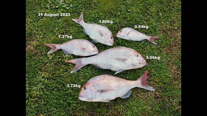 Deba Knife — filleting a New Zealand snapper