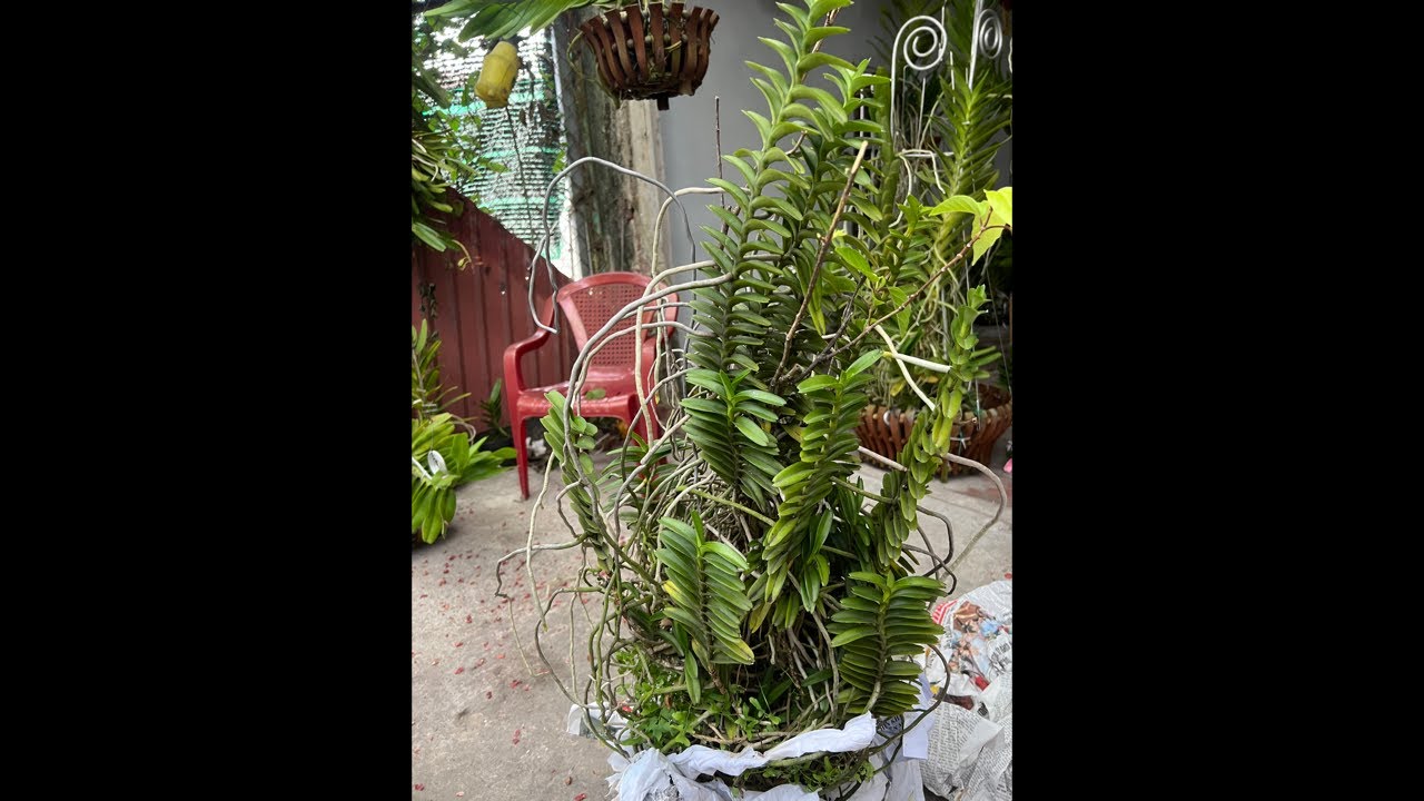 NHẠN THÁNG 8 HƯỜNG HÀ NAM 0399930009 || PHONG LAN RỪNG