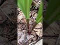 アルビノのギョウジャニンニク