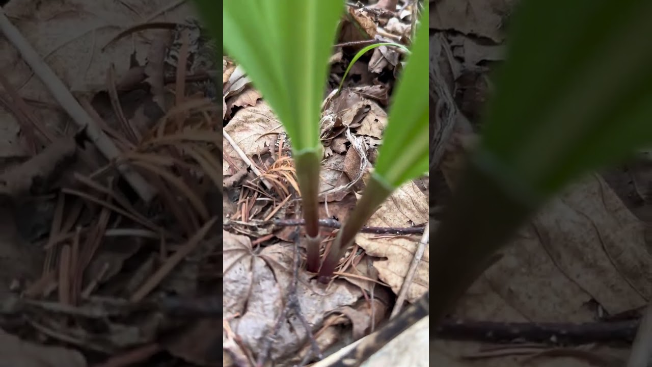 アルビノのギョウジャニンニク