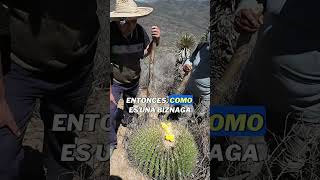 🌵 La biznaga que está desapareciendo del Pico de Teyra