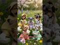 These Yorkies Just Discovered Spring Allergies… and They’re Over It