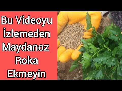 Maydonozu ve Rokayı İzlemeden Ekmeyin