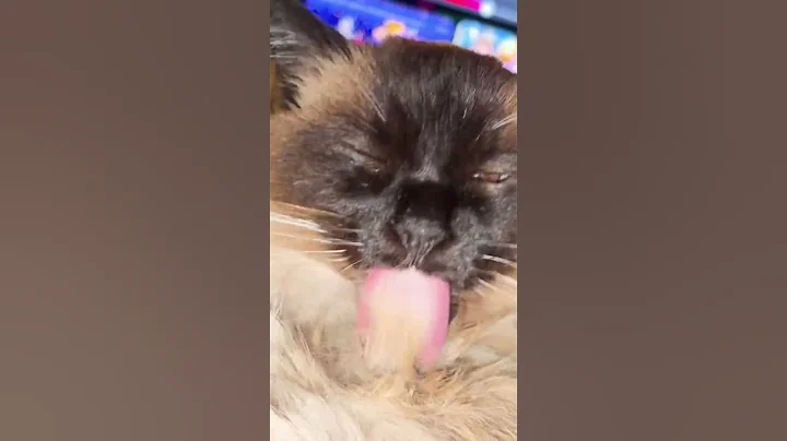 Video 11681121: long cat, cat grooming, cat washing