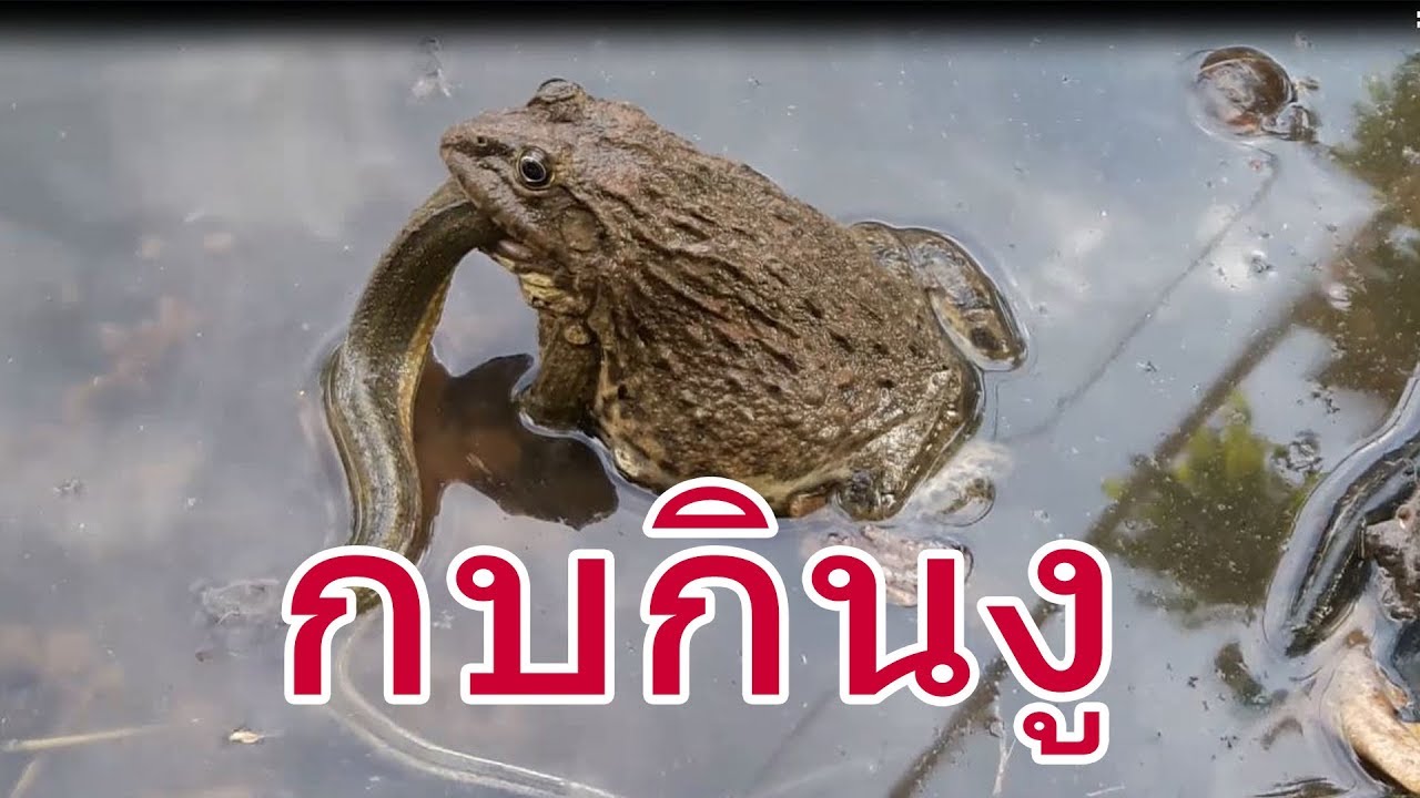 การเลี้ยงกบ ep 6 // ตอนกบกินงู