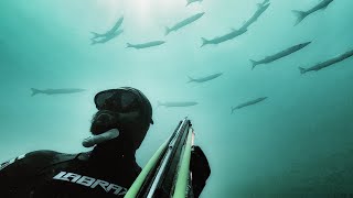 Qatar Zipkinla Balik Avi Spearfishing Qatar 