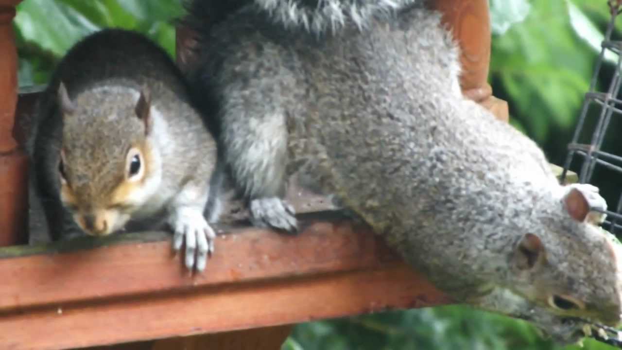 Squirrels eating a fat ball YouTube