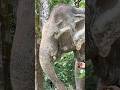 Behind the scenes. How we sneak medicine into elephant treats at Following Giants, Krabi. 🐘💚