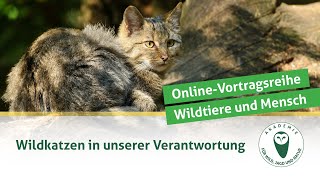DJV-Online-Vortragsreihe Wildtiere und Mensch | Wildkatzen in unserer Verantwortung