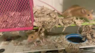 Sneezy mouse
