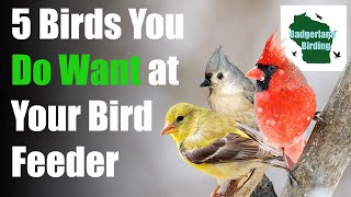 5 Common Backyard Birds You DO WANT at Your Feeder