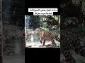 لما تشوف مرايا لاول مره