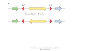 CSIR NET 2022 Cre Lox recombination knockout transgenic IN 5 MINS SERIES