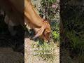 Cow Grazing | Rice Fields by the Road in Rural Thailand | Countryside Nature Birds &amp; Relaxing Sounds