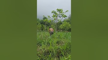 Chi tiết về loại gỗ dổi. Giá bao nhieu khi cây 20 năm