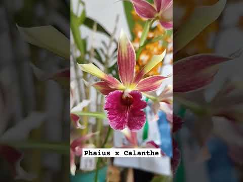Vídeo: Què són les orquídies Calanthe: cultiu de plantes d'orquídies Calanthe al jardí