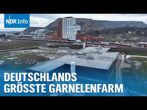 Garnelen-Wunder im Bergwerk: So schmeckt die Zukunft | Überland I NDR Info