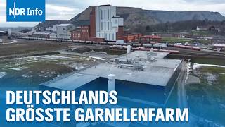 Garnelen-Wunder Im Bergwerk So Schmeckt Die Zukunft Überland I Ndr Info