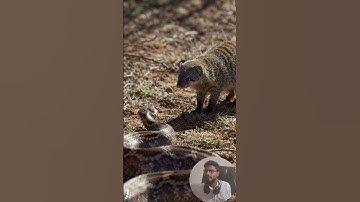 Mongoose vs Venomous Snake  Speed, Reflexes, and Survival in the Wild