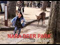 Nara Deer Park - Japan's Bambi Heaven & Hell
