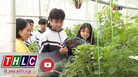 Thời sự Lào Cai 11h30 (18/2/2021) | THLC