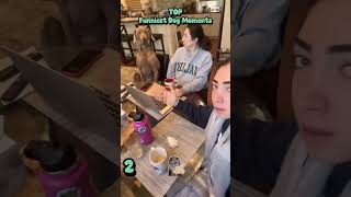 Top Funniest Dog Moments #25