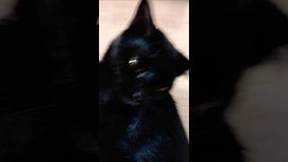 Котику пузико чешу #shorts