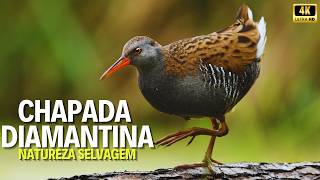 A Joia Selvagem Do Brasil Segredos Ocultos Da Chapada Diamantina - Documentário