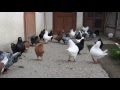 pigeons king _ حمام الكنج الاصلي مستوى عالي وعالمي