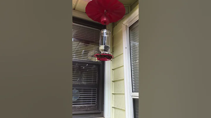 Prime example of honeybee robbing behavior