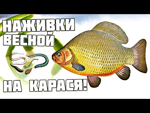 Вопрос: На какую ноживку лучше ловить карася в мае?