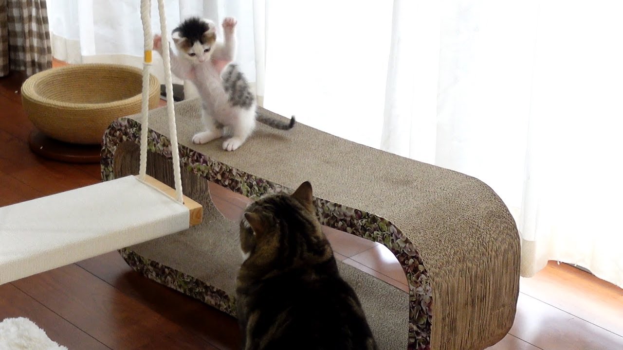 ブランコのお手本を見せるねこ Maru Teaches How To Get On The Swing Youtube ブランコのお手本を見せるねこ Maru Teaches How To Get On The Swing Youtube