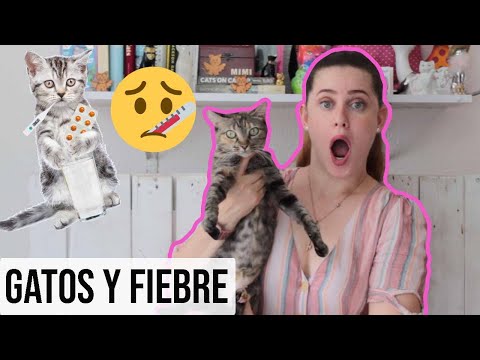 Video: Cómo Saber Si Tu Gato Tiene Fiebre