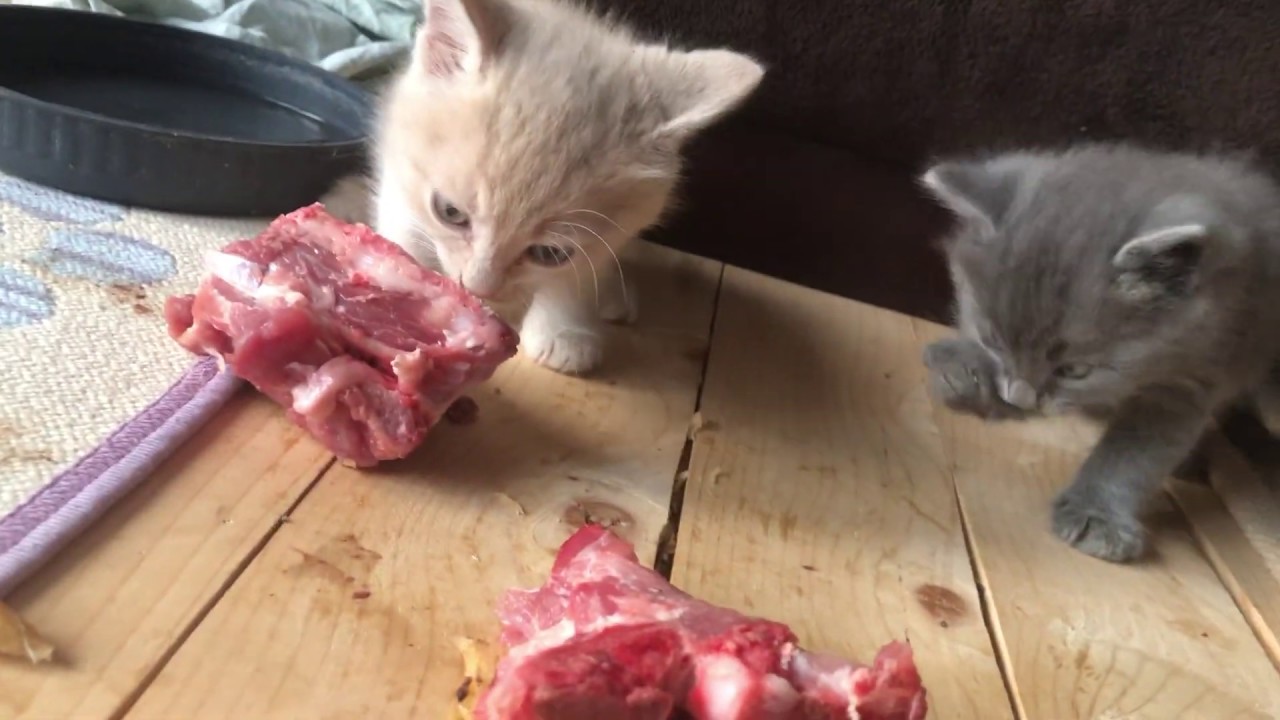 Angora Kittens Eating Raw Meat Diet. My 