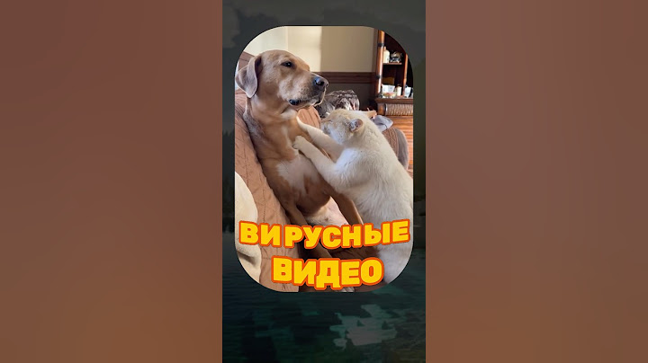 ВИРУСНЫЕ ВИДЕО / Кот лампочка 💡😃