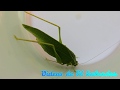 Insecto de La Suerte o Esperanza -  Videos de El Salvador