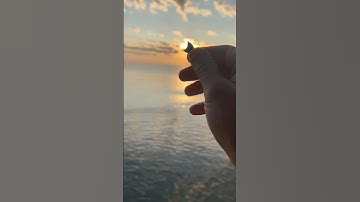 Pretty little hemipristis found at sunrise at Calvert Cliffs!