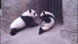 Panda: Who Wins Your Heart? ❤️🐼 (Unforgettable Bond)