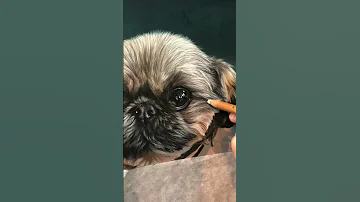 International Dog Day W A Few Of The Pooches I Ve Had A Chance To Draw And Paint Pastels Oil 