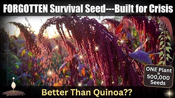 The Seed That Never Should’ve Been Banned—Your New #1 Survival Crop
