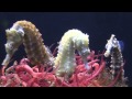 seahorse having babies, babies growing up