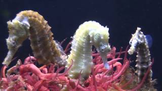 seahorse having babies, babies growing up