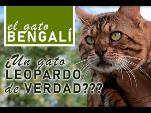 Características del gato bengalí o bengala Gato de Bengala. Origen, Características, Alimentación Y Cuidados