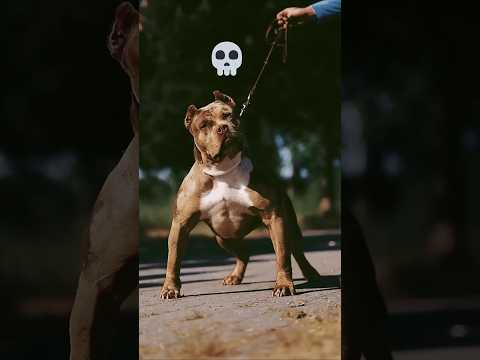 Dogs Of Power Transformation #dog #pitbull #pets