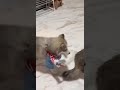 Hi, I'm Chucky, Hidey-ho, neighborino 😵#shortvideo #dog #animals