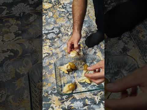 ناهار فردا حلزون خوشمزه با سس 