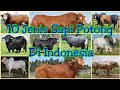 Jenis-jenis sapi potong di Indonesia