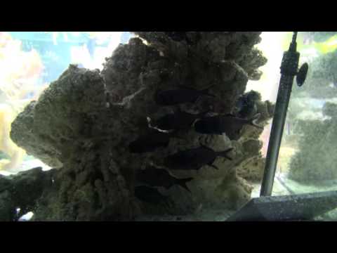 Flashlight fish blinking in dim light part 1