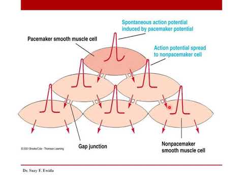 Smooth muscle physiology - YouTube