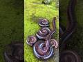 four large millipedes and their two offspring#shortvideo#centipede